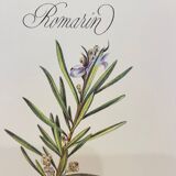 Botanical plate – Louis Pariente, 1986