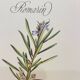 Botanical plate – Louis Pariente, 1986