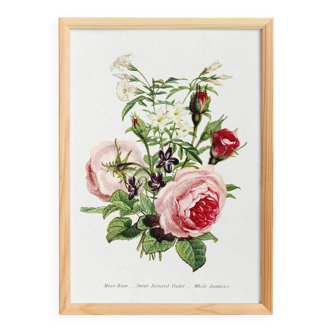 Affiche sur la rose mousseuse, la violette odorante et le jasmin blanc