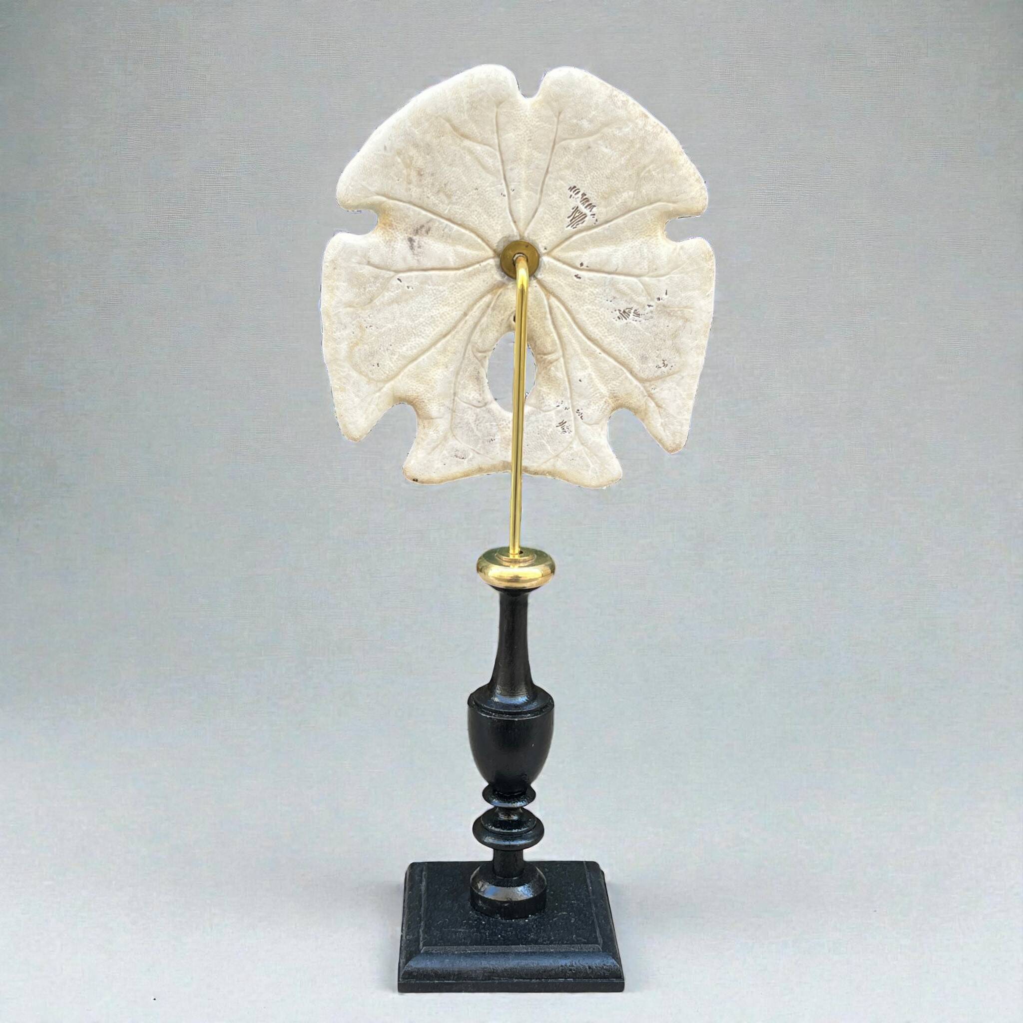 Old test of white sand dollar sea urchin on a wooden base curiosities