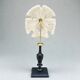 Old test of white sand dollar sea urchin on a wooden base curiosities
