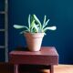 Small farmhouse stool in patinated painted wood