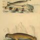 Planche zoologique originale " Phoque & Morse " Buffon 1840