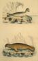 Original zoological plate "Seal & Walrus" Buffon 1840