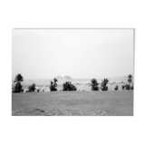 Timimoune palm trees