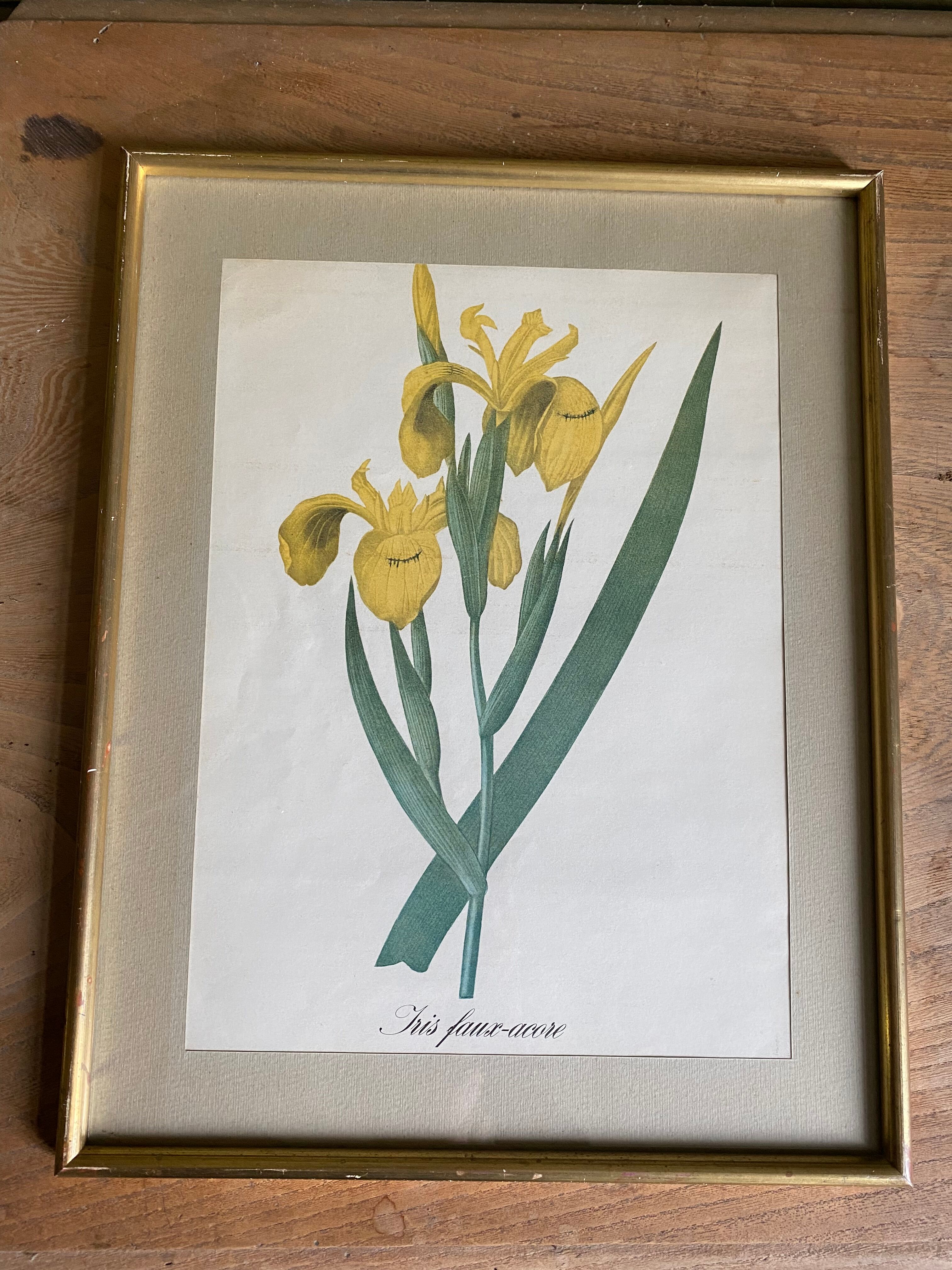 Illustration botanique dans un cadre doré