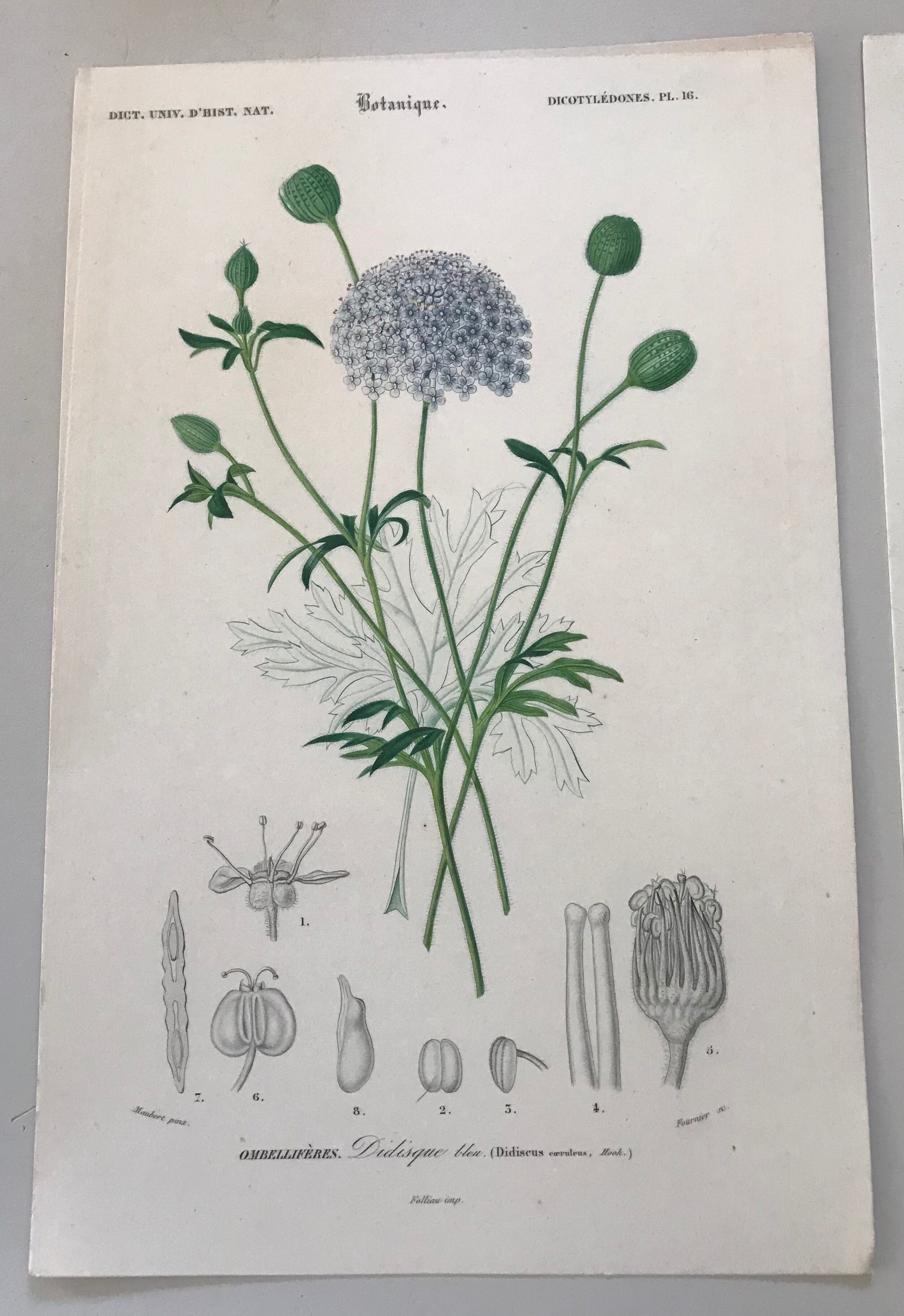 Trio of botanical engravings 19th century