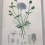 Trio of botanical engravings 19th century