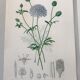 Trio of botanical engravings 19th century