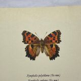 Antique butterfly etching 1900 art deco vintage botanical plate