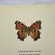 Gravure ancienne papillon eau forte 1900 Art Déco