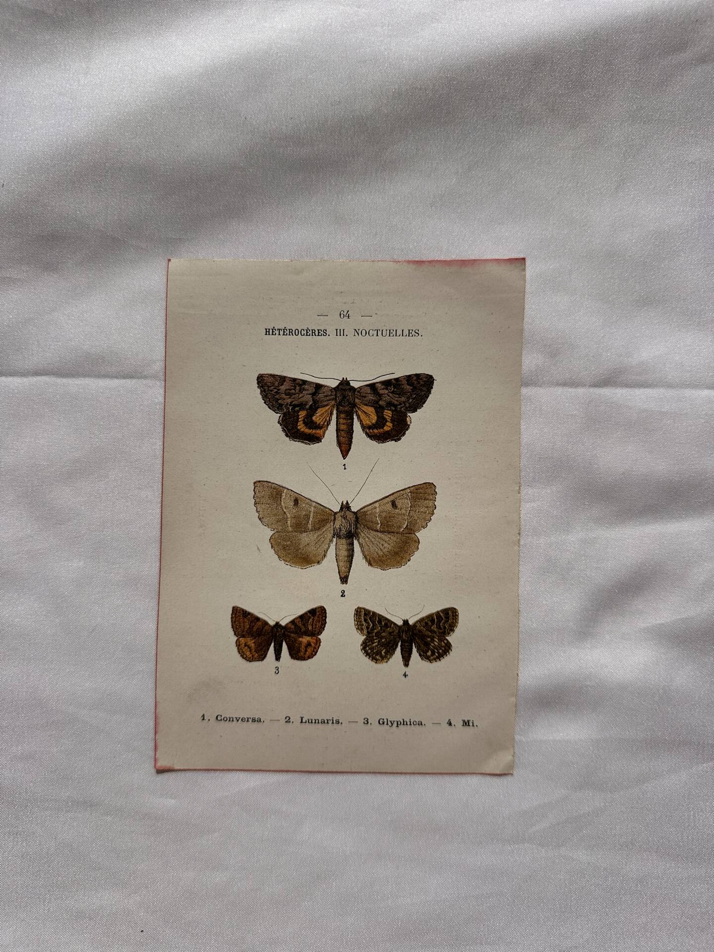 Botanical Plate 1800 Old Naturalist Engraving 19th Century Double-Sided