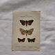 Botanical Plate 1800 Old Naturalist Engraving 19th Century Double-Sided