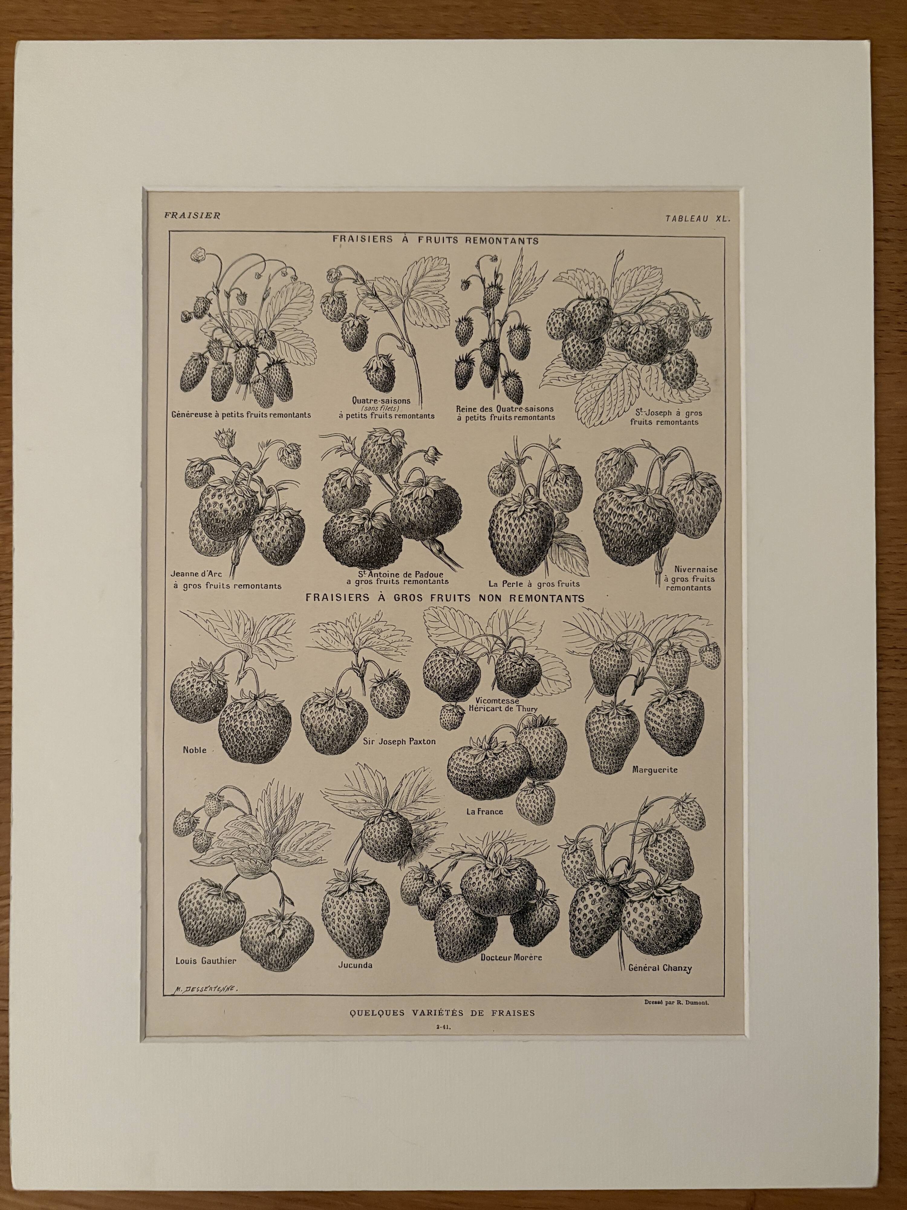 Lithographie sur la fraise - 1920