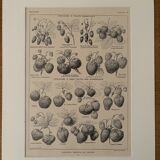 Lithograph on strawberry - 1920