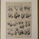 Lithographie sur la fraise - 1920