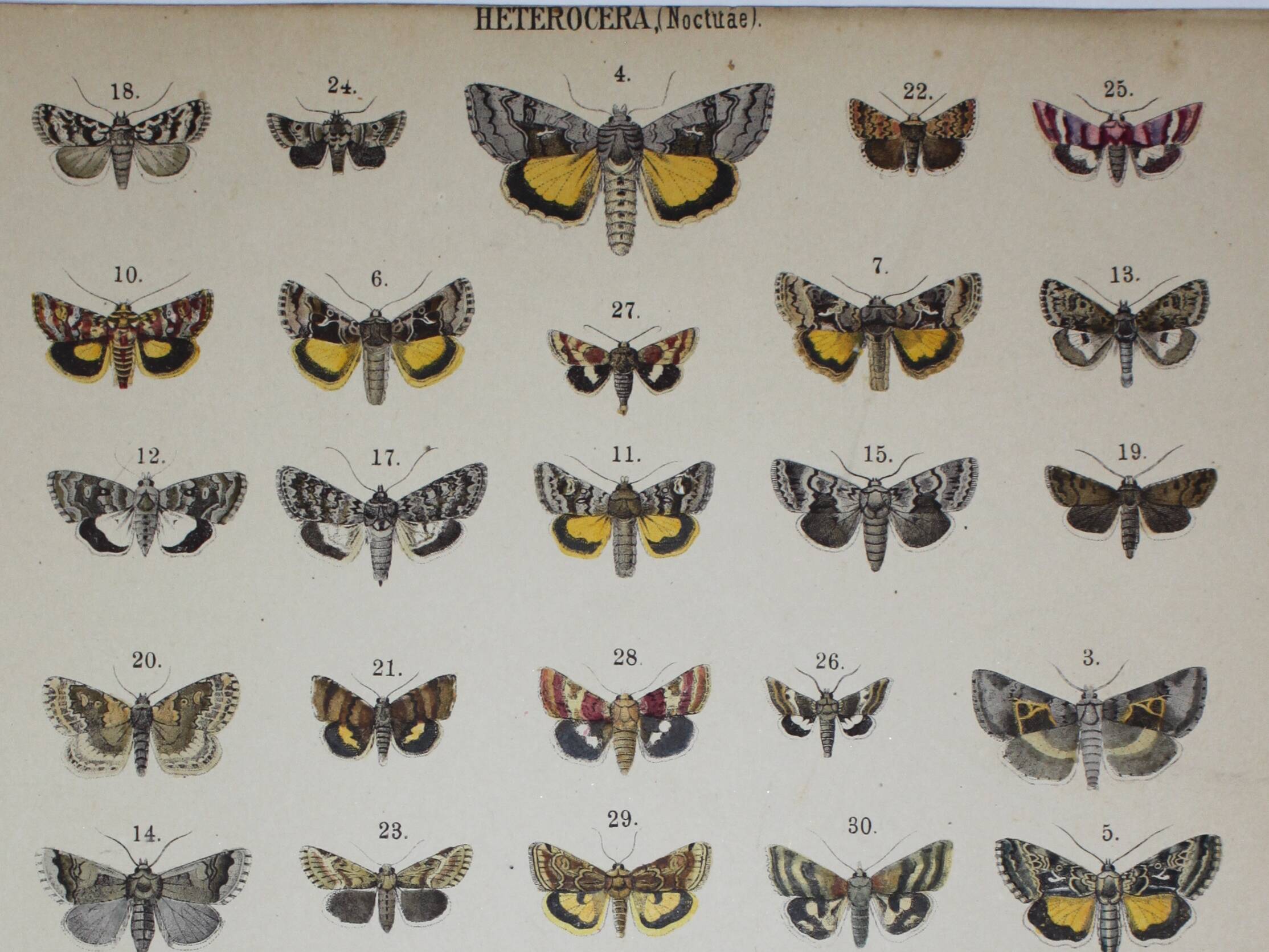 Old plate of Butterflies - Lithograph from 1887 - Neither - Original illustration
