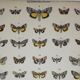 Old plate of Butterflies - Lithograph from 1887 - Neither - Original illustration