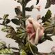Vintage Tole Ceramic Flower Chandelier 1950’s