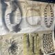 Vintage zoological map poster pfurtscheller