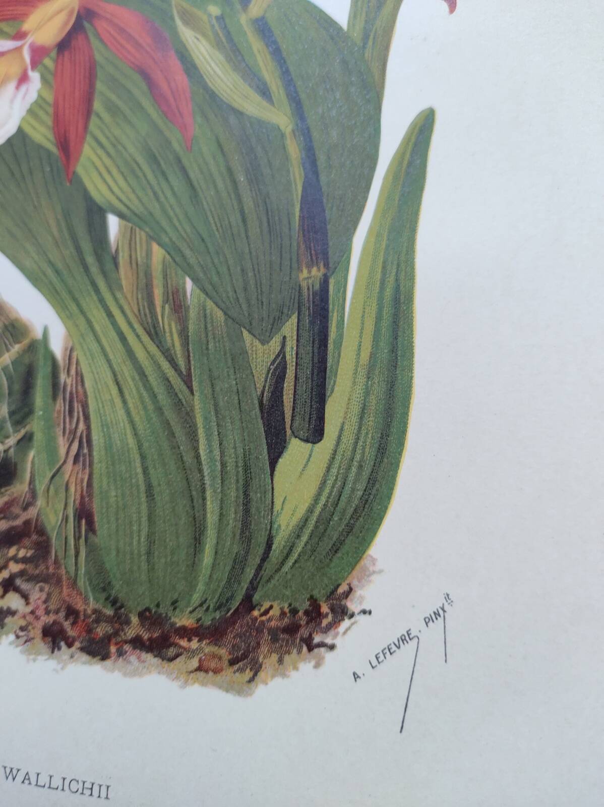 Botanical engraving from 1897 - Phaius Wallichii - Old flower plate by Achille Lefevre