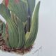 Botanical engraving from 1897 - Phaius Wallichii - Old flower plate by Achille Lefevre