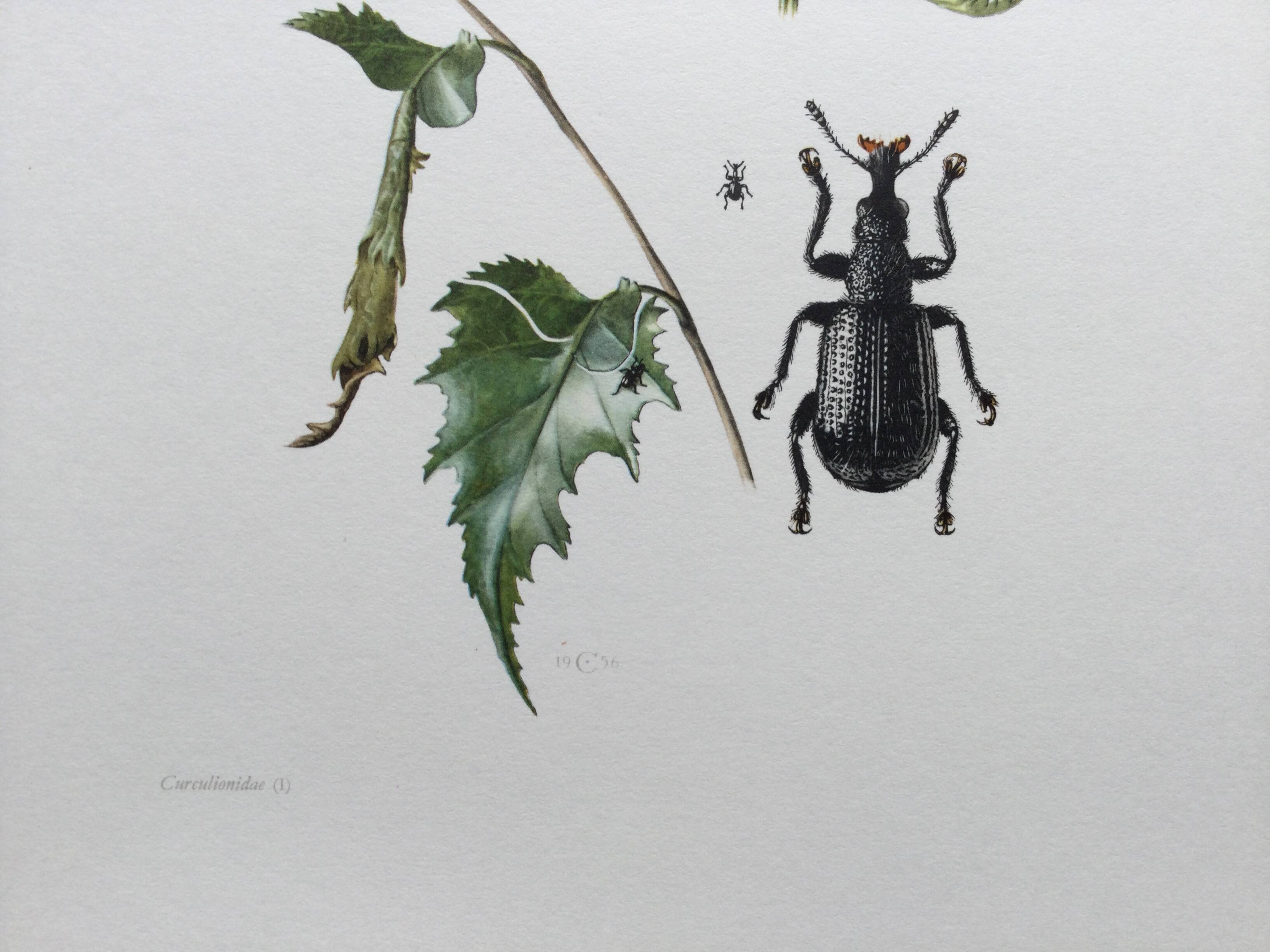 Vintage Insect Print Old Illustration from the 60s