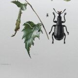 Vintage Insect Print Old Illustration from the 60s