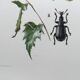 Vintage Insect Print Old Illustration from the 60s