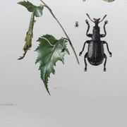 Vintage Insect Print Old Illustration from the 60s