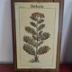Set of 4 botanical boards with wooden frames