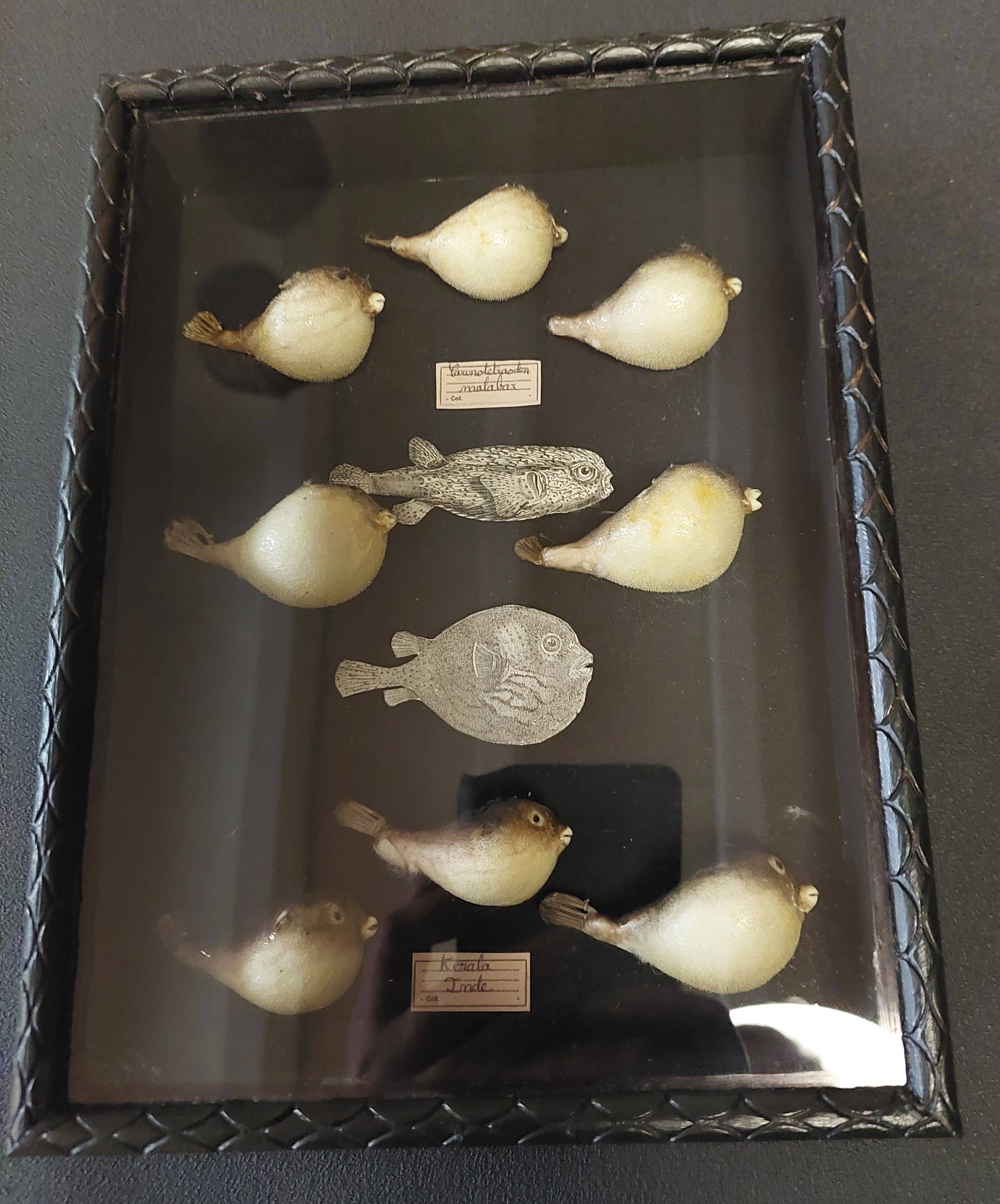 Frame with a collection of taxidermied fish Carinotetraodon travancoricus.