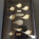 Frame with a collection of taxidermied fish Carinotetraodon travancoricus.
