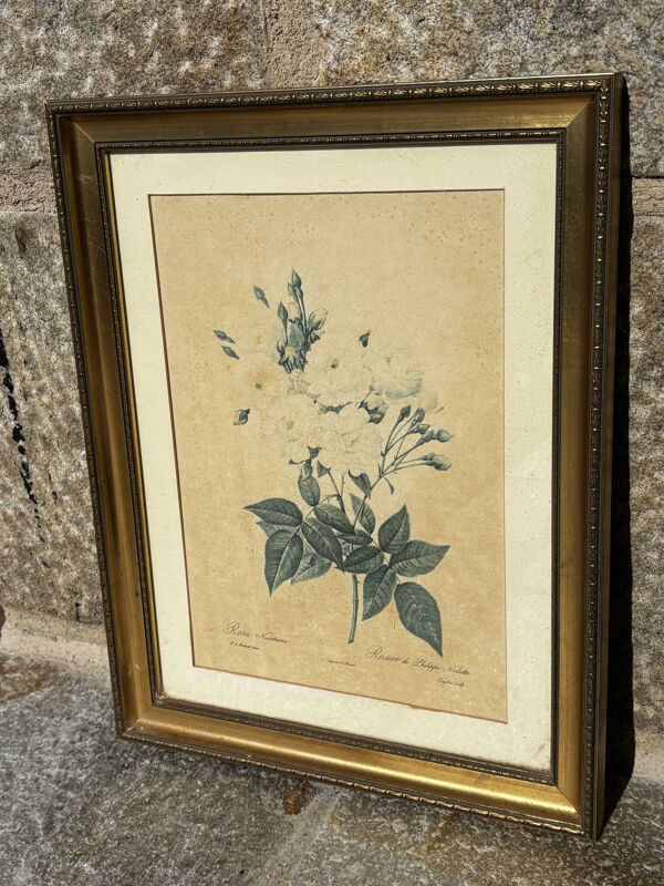 Tableau rosier de Philippe Noisette