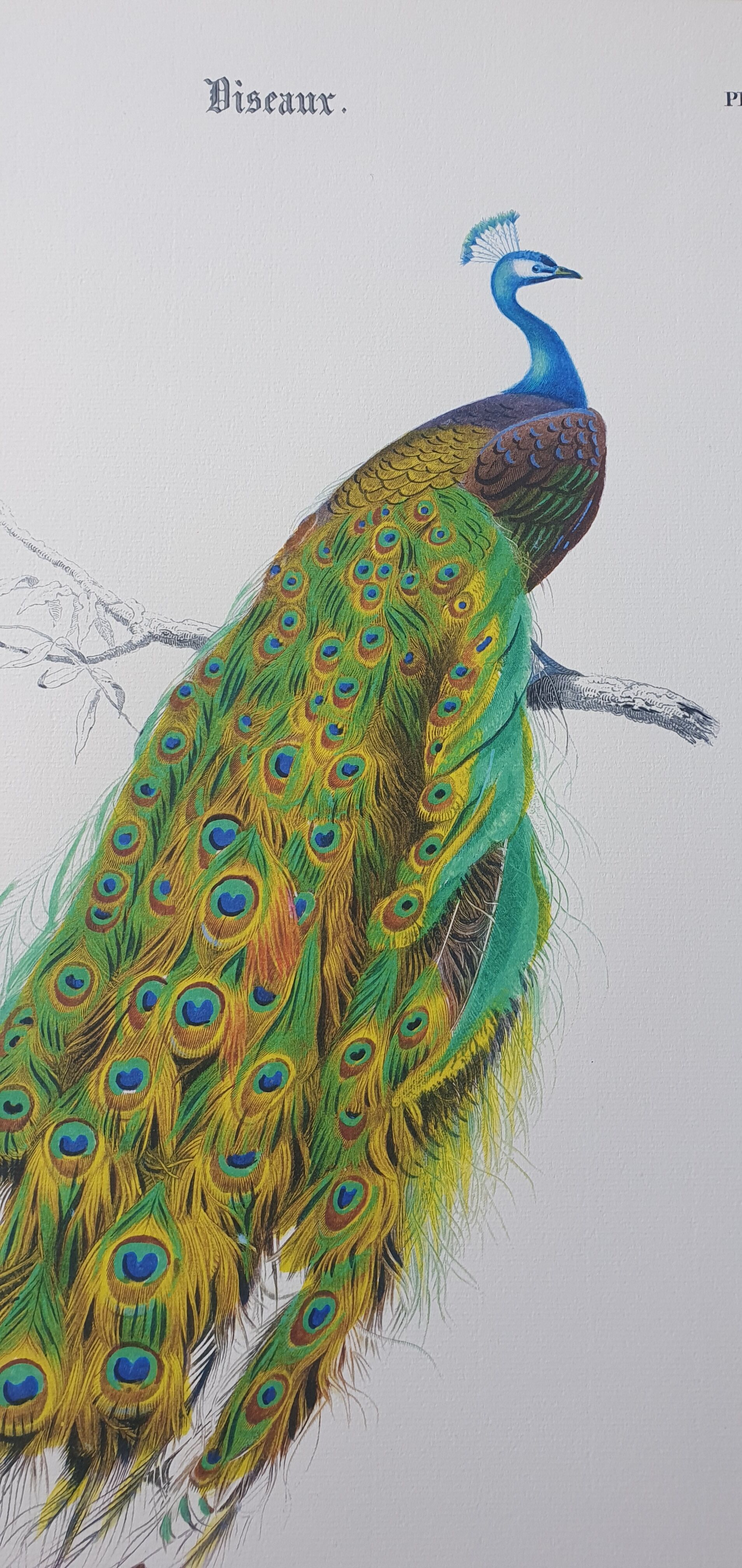 Vintage illustration