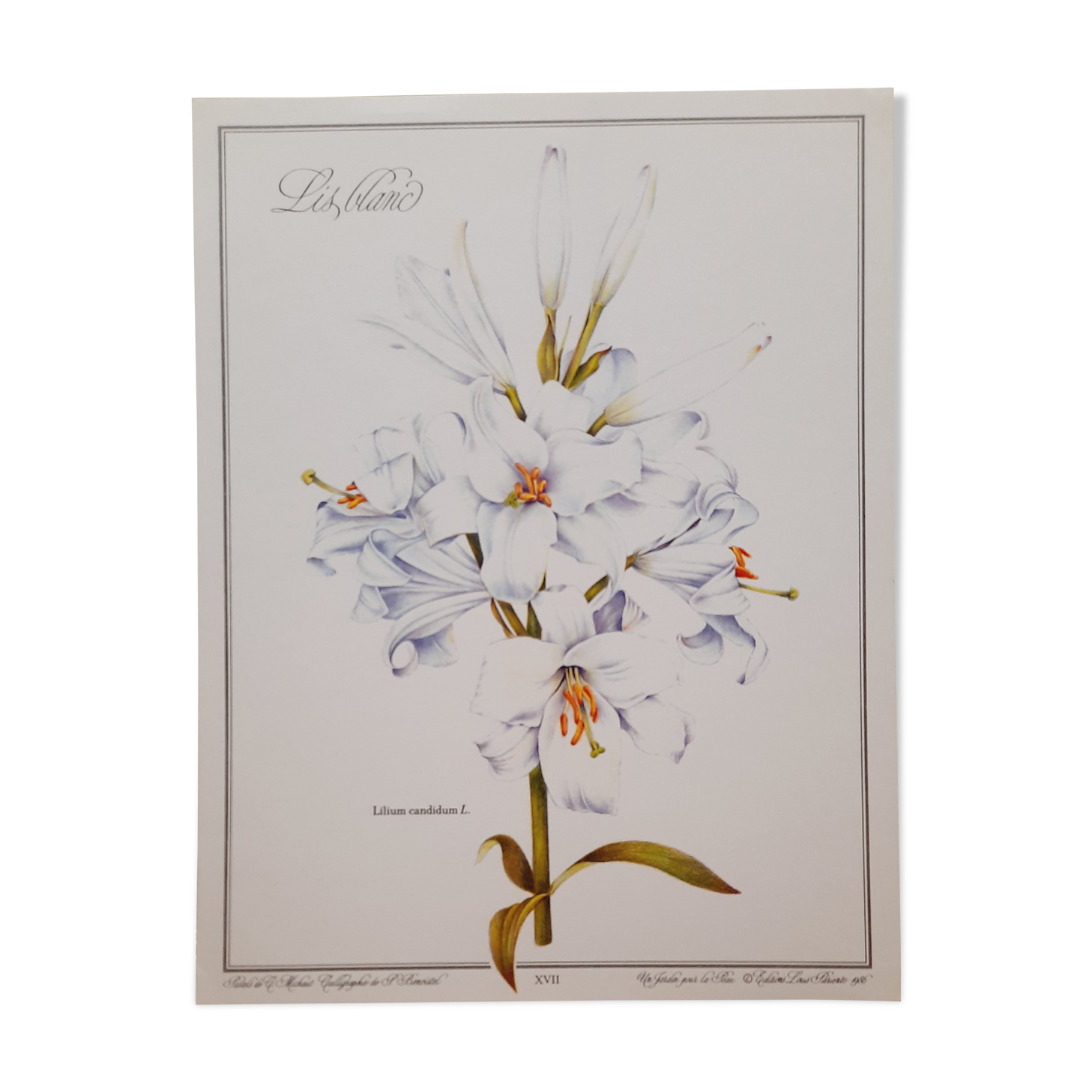 Planche botanique lys blanc