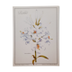Planche botanique lys blanc