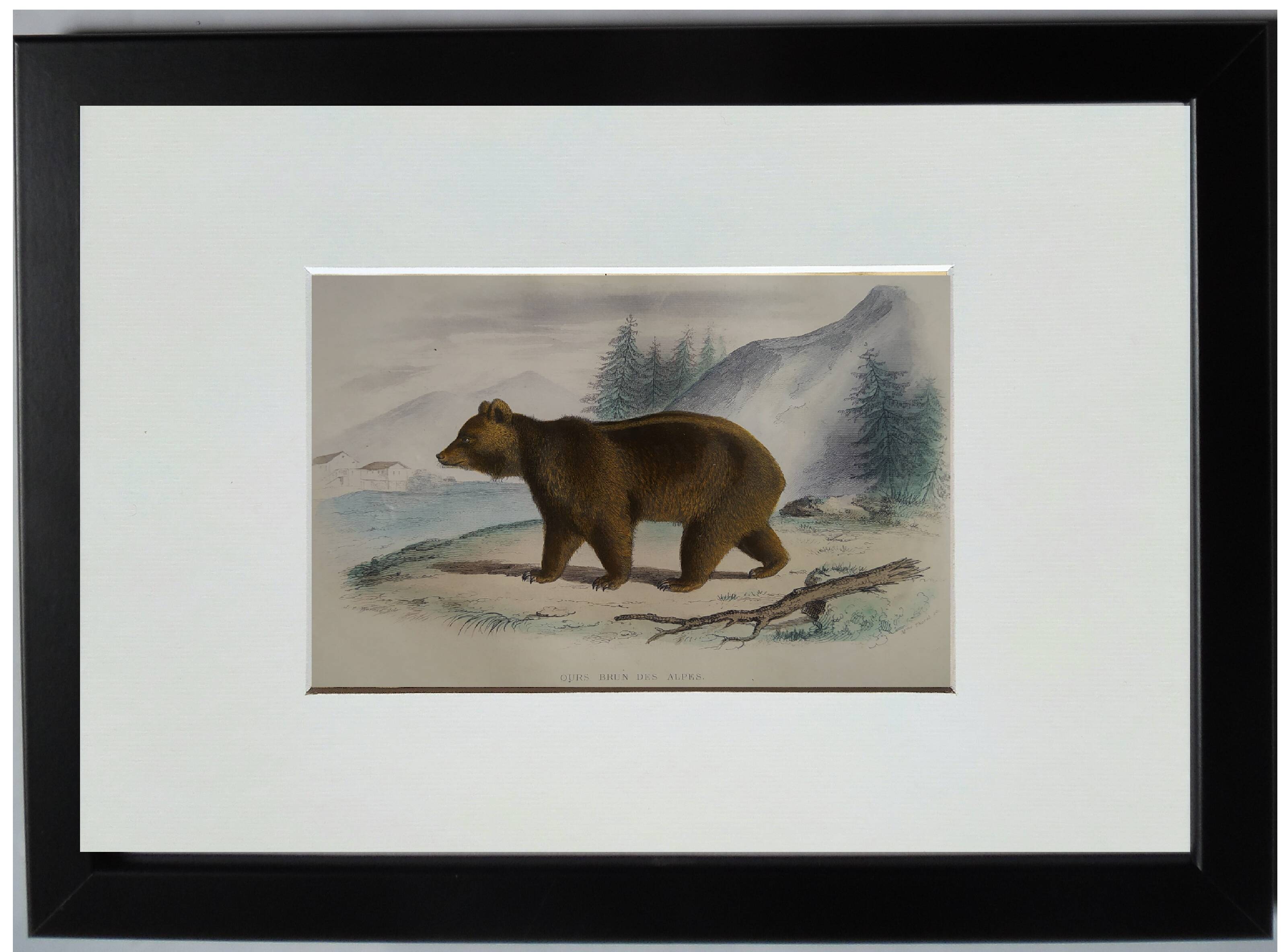 Original zoological plate " brown bear " - buffon 1840