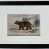 Original zoological plate " brown bear " - buffon 1840
