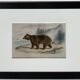 Planche zoologique originale " ours brun " - buffon 1840