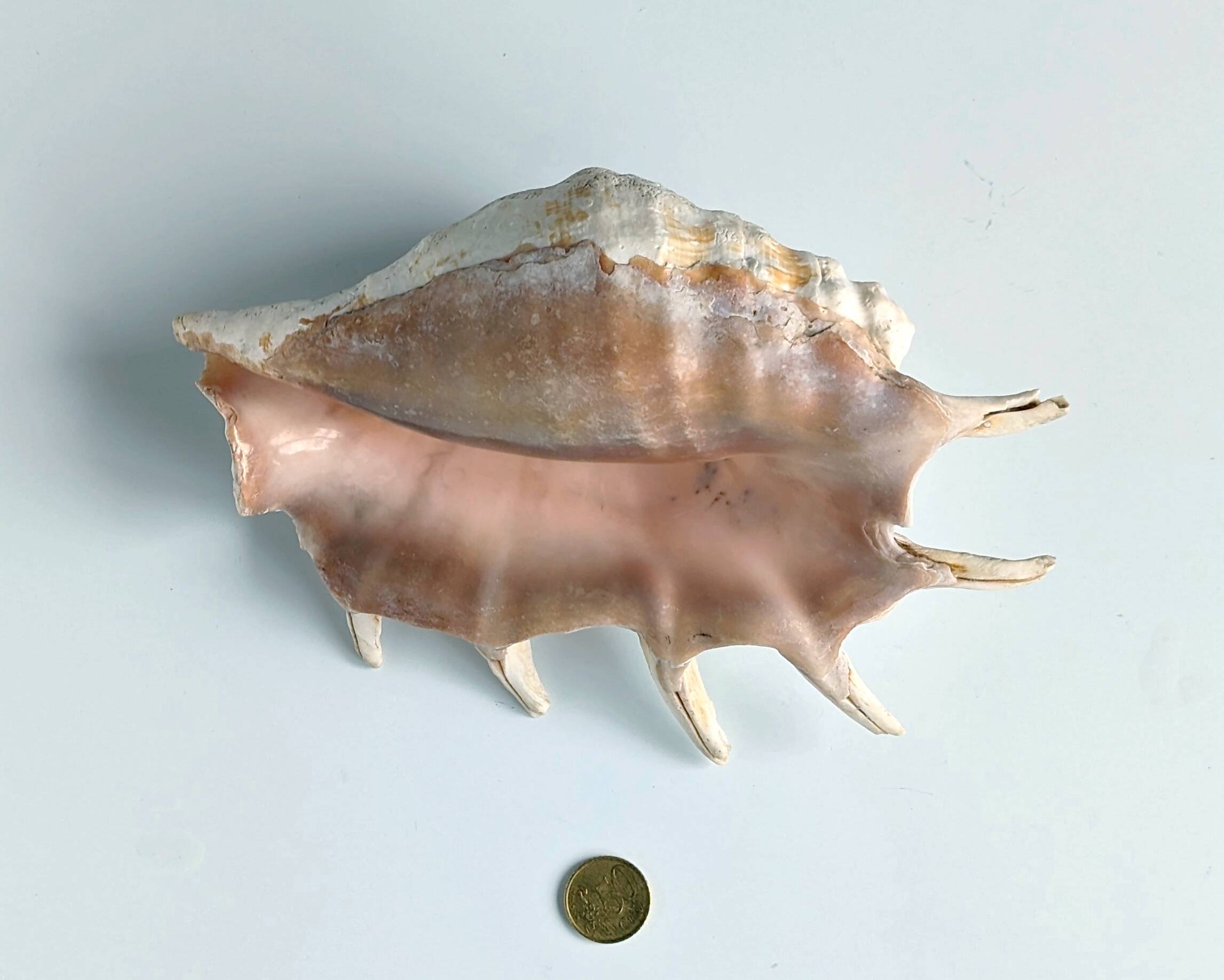 Large pink shell - Large Lambis - Strombidae - Lambis Truncata with 7 digitizations