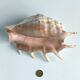 Large pink shell - Large Lambis - Strombidae - Lambis Truncata with 7 digitizations