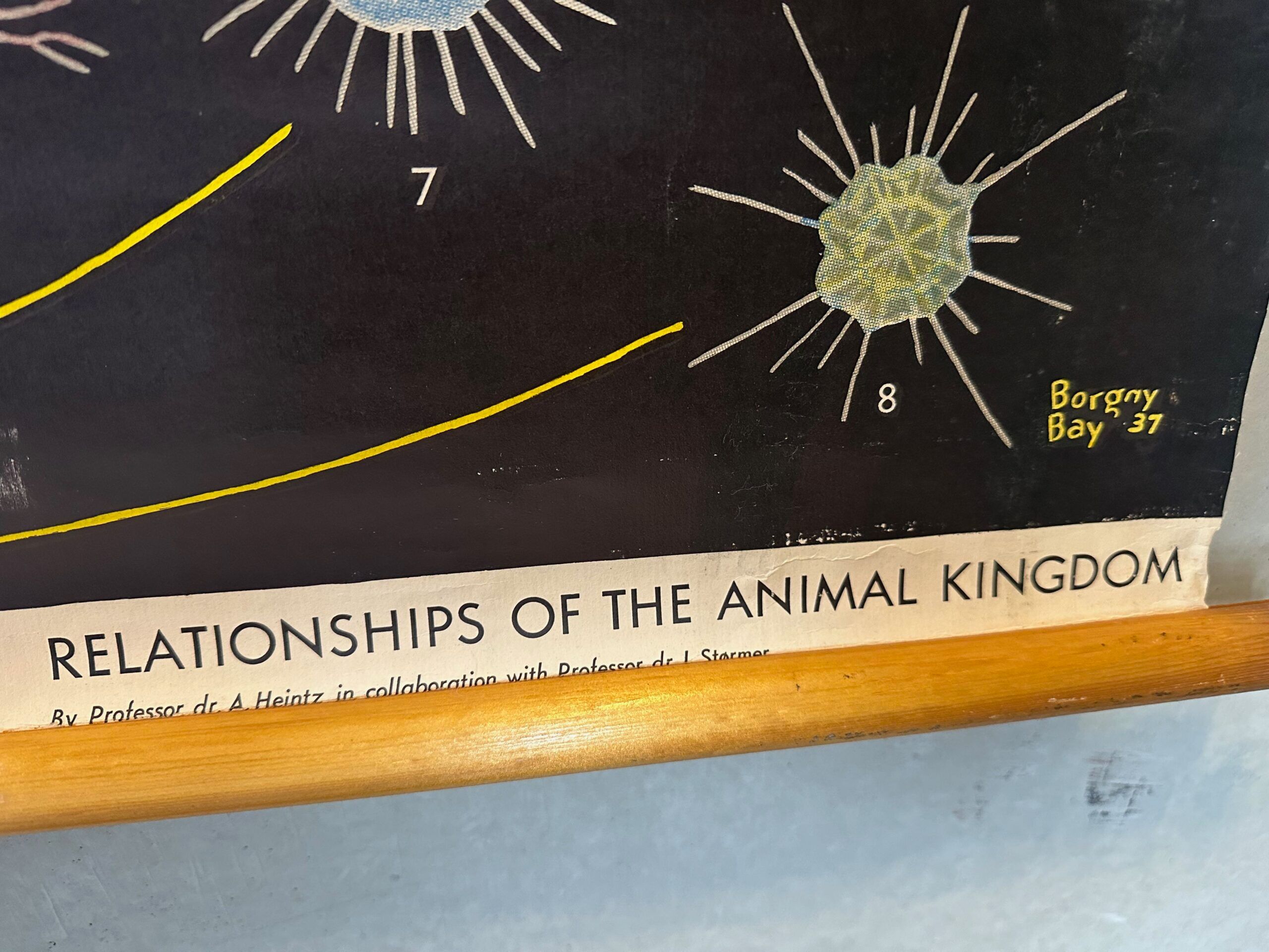 XL vintage linen school chart – ‘Relations of the animal kingdom’