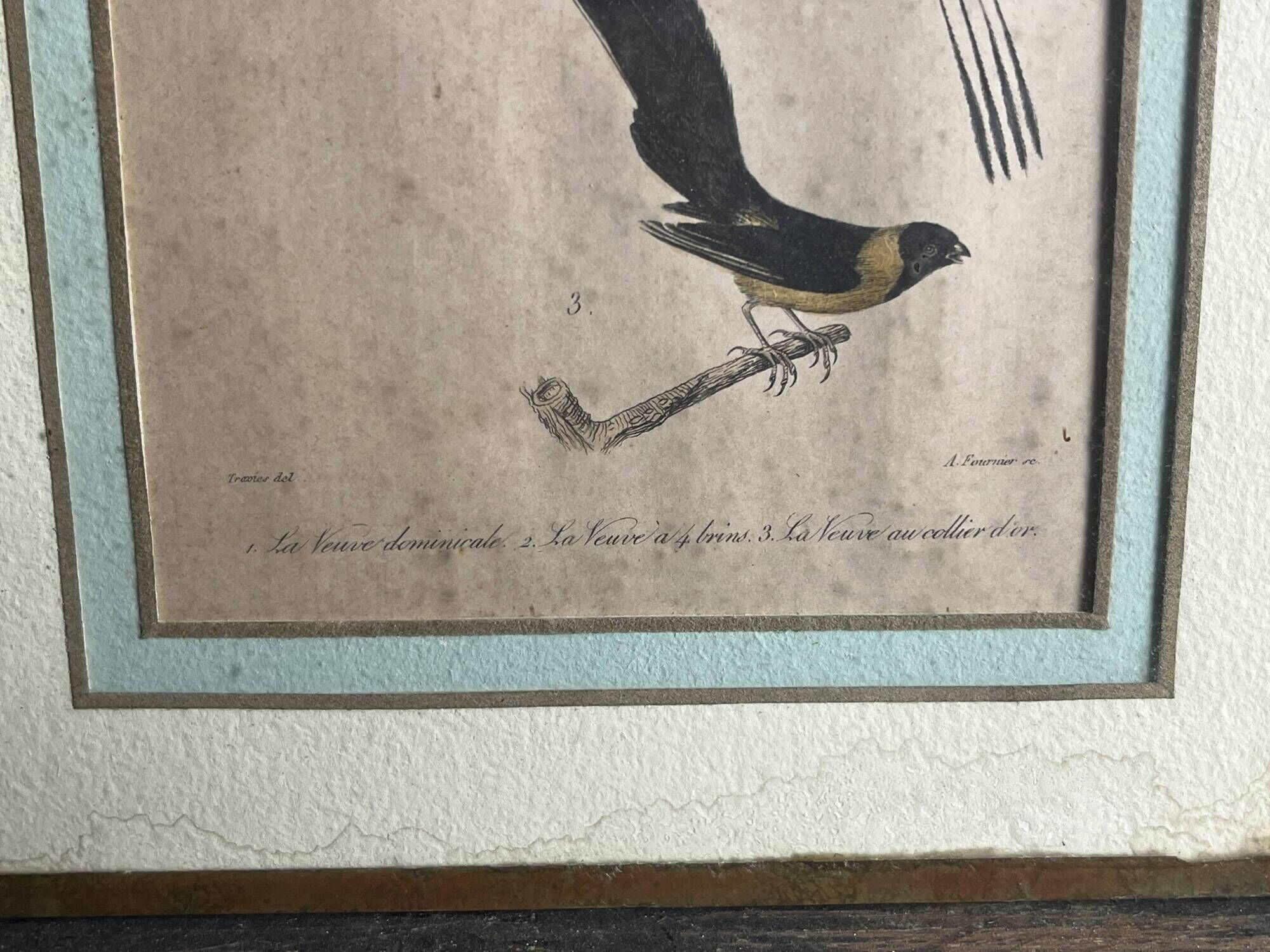 Pair of zoological engravings of birds by Fournier and Perrot, 19th century.