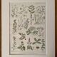 Lithograph medicinal plants (XXV) Chervil Sage Melisse - 1920