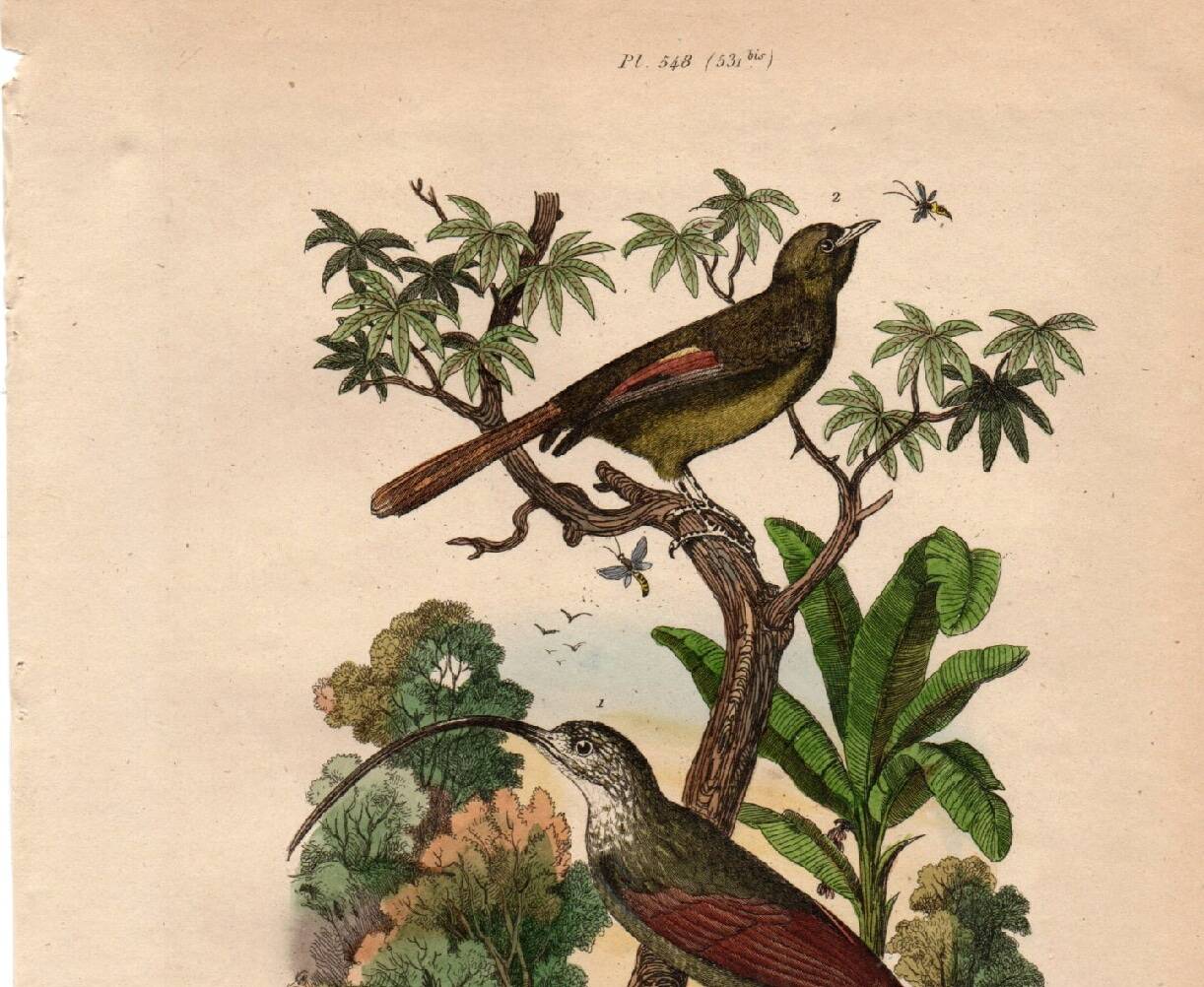 Old engraving from 1839 - Picucules by A. Fries