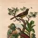 Gravure ancienne de 1839 - Picucules par A.Fries