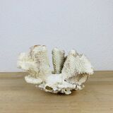 Old white coral 20 cm