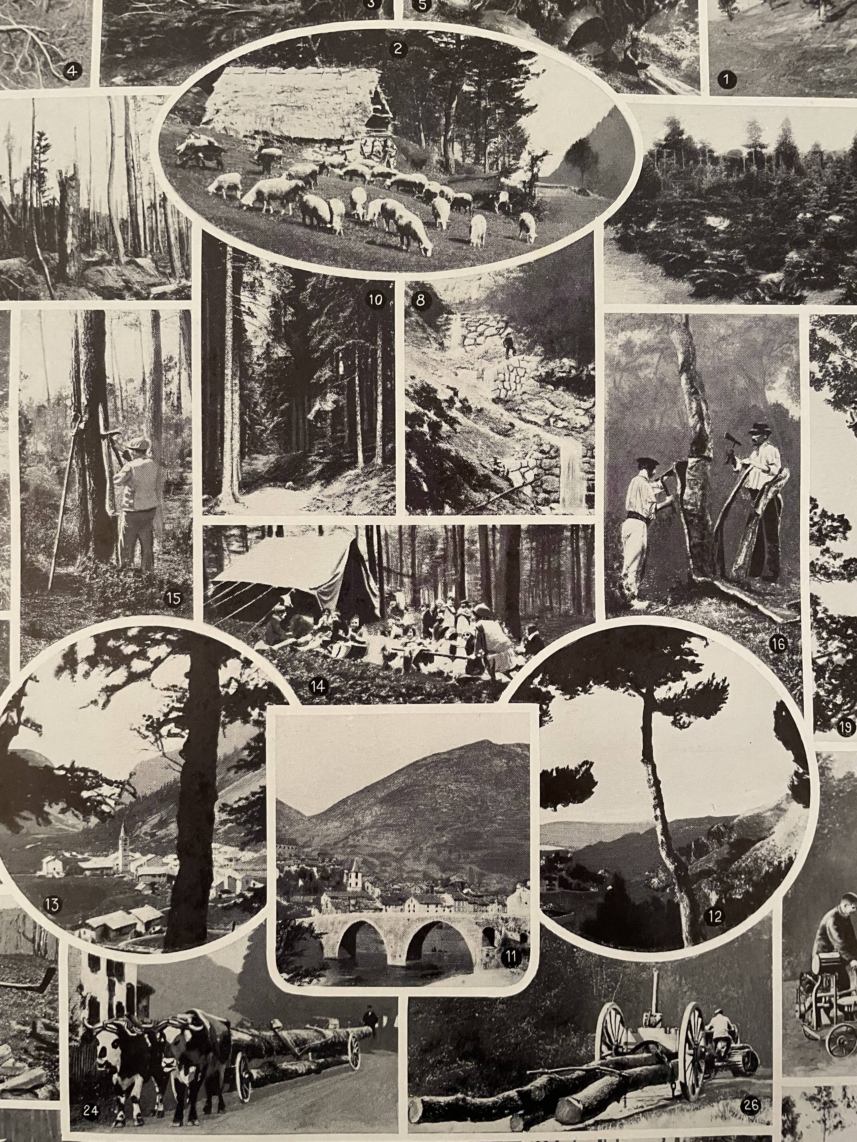 Lithographie gravure sur la forêt de 1928 (Épicéa)