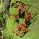 Set of 6 chairs bistro Fischel early XX century